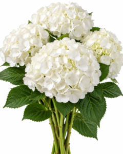 Hydrangea – White