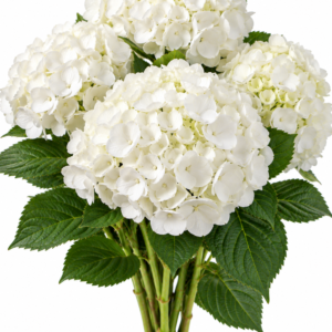 Hydrangea – White