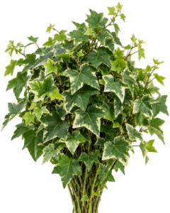 Ivy