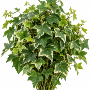 Ivy