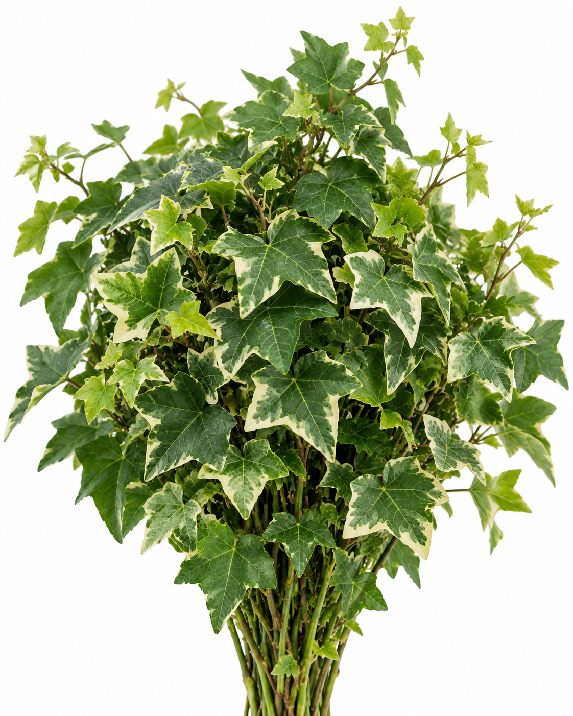 Ivy