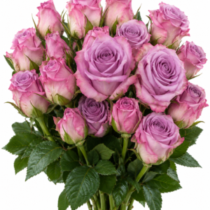 Vauyani Rose