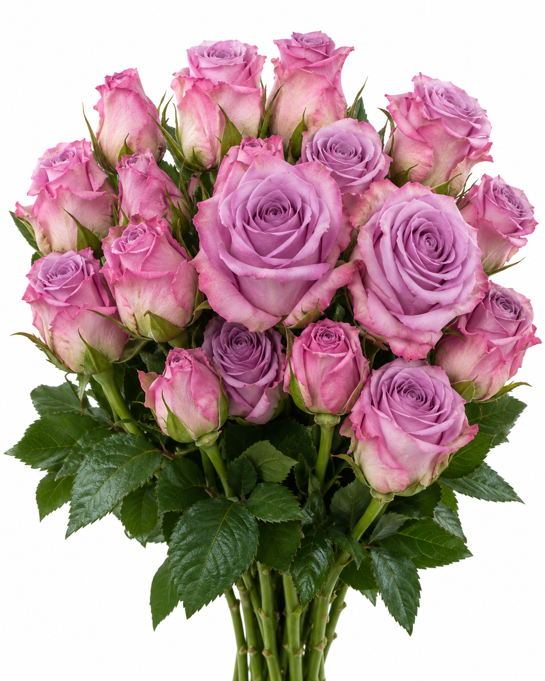 Vauyani Rose