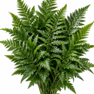 Leather Ferns
