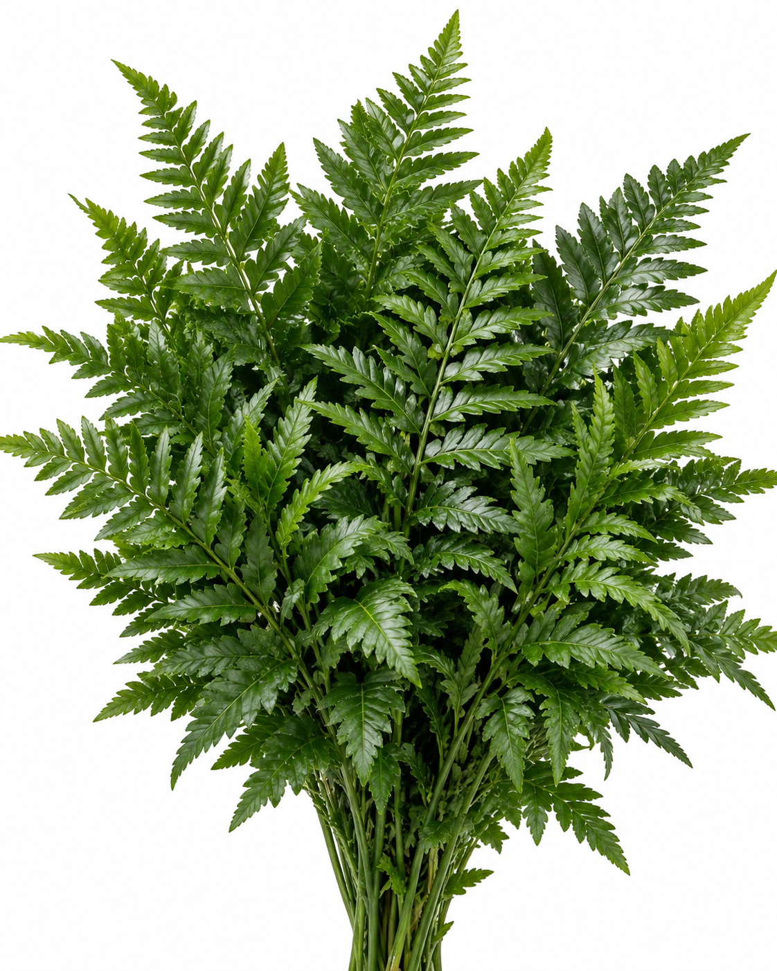 Leather Ferns