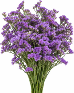 Purple Limonium - Limonium