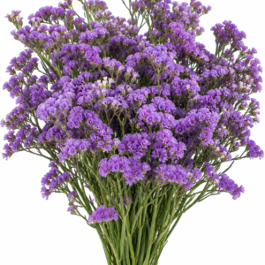 Limonium – Purple Limonium