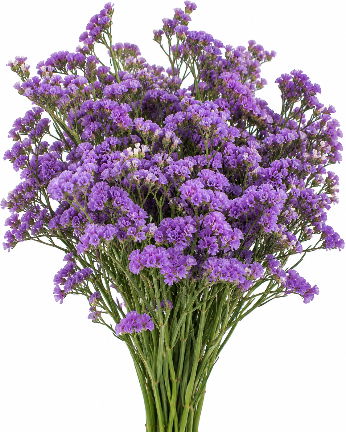 Limonium – Purple Limonium