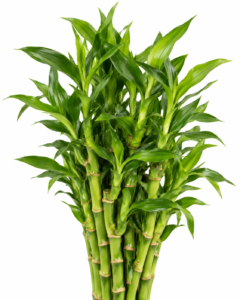 Lucky Plant