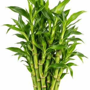 Lucky Plant