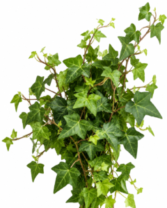 Ivy