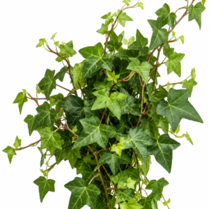 Ivy