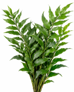 Crytomium