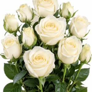 Marathon Rose
