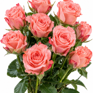Minou Rose