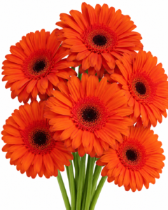 Mette Gerbera