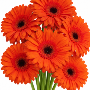 Mette Gerbera