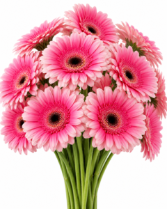 Mette Gerbera