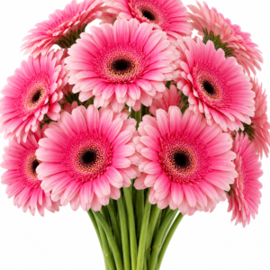 Mette Gerbera