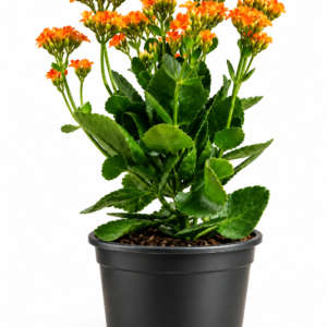 Soldana Kalanchoe