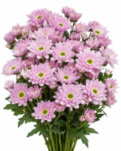 Frosty Caesar Chrysanthemum