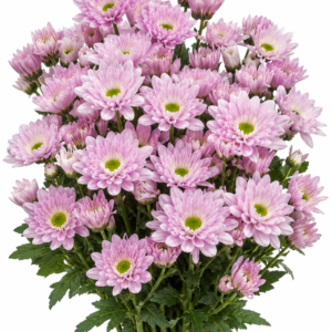 Frosty Caesar Chrysanthemum