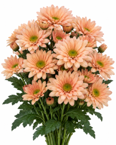 Lineker Salmon Chrysanthemum
