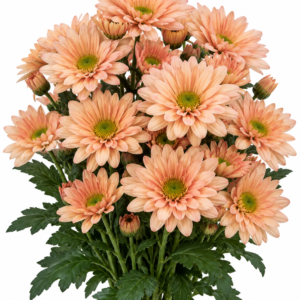 Lineker Salmon Chrysanthemum