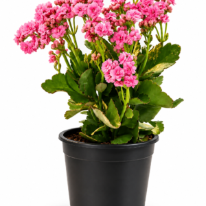 Tuner Kalanchoe