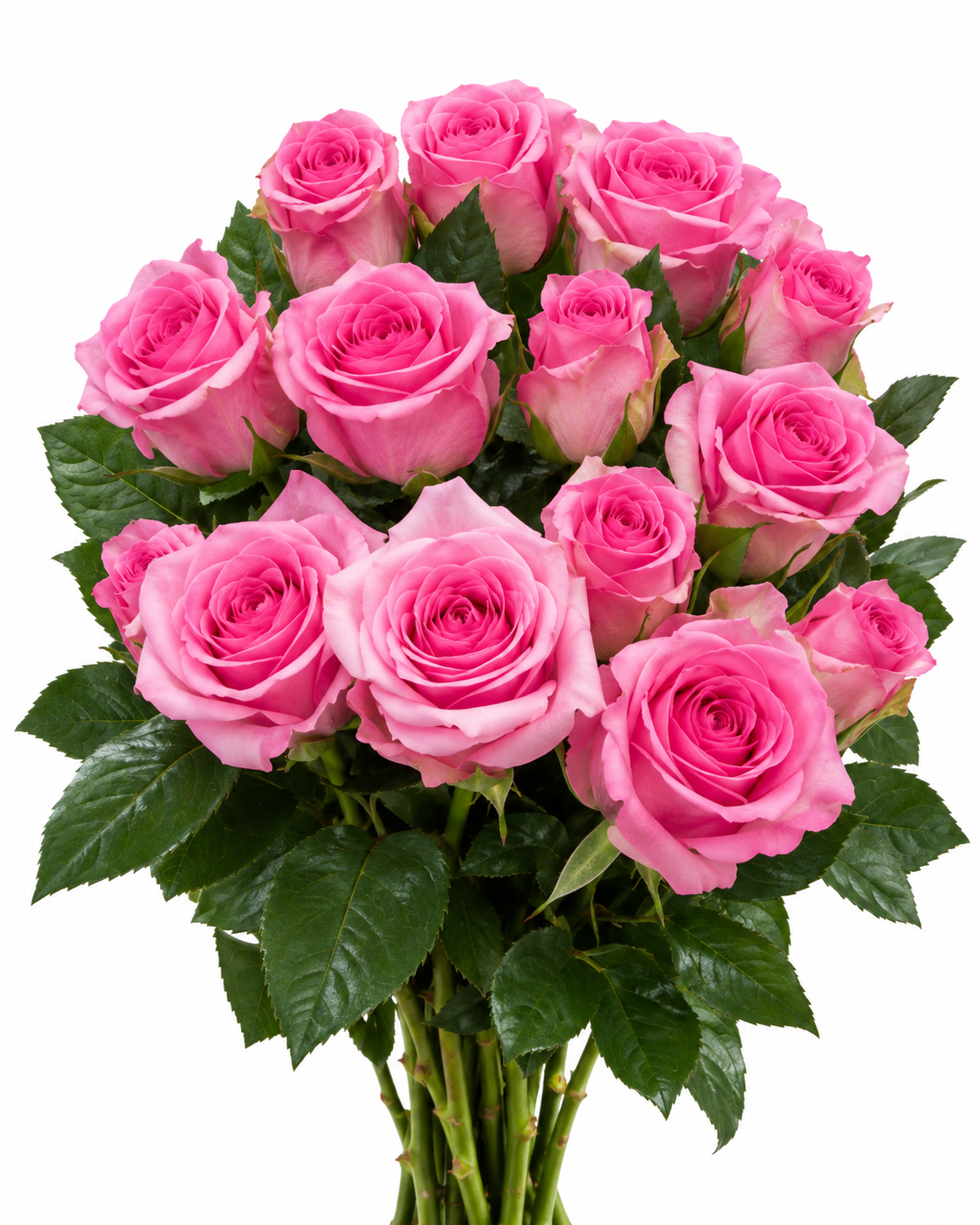 Faela Rose
