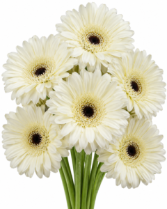 Quick Silver Gerbera