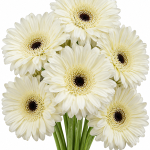 Quick Silver Gerbera