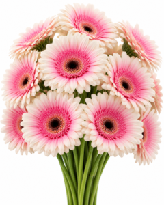 Quick Silver Gerbera