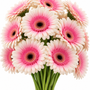 Quick Silver Gerbera