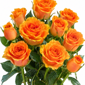 Radio Rose