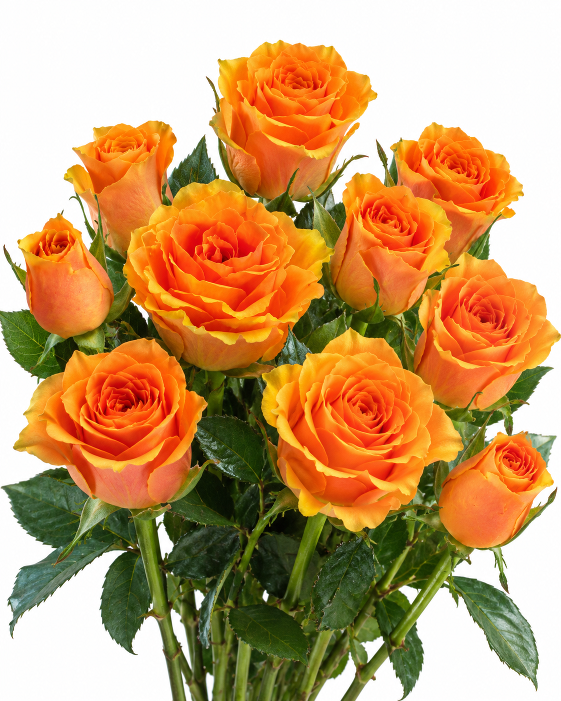 Radio Rose