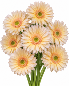 Ravita Gerbera
