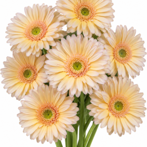 Ravita Gerbera