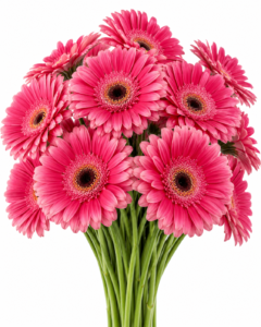 Ravita Gerbera