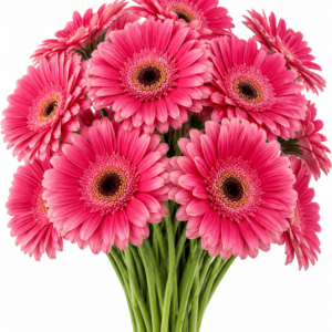 Ravita Gerbera