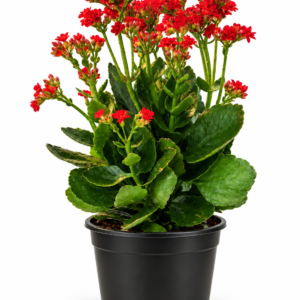 Crimson Charm - Kalanchoe