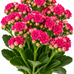 Rubio Kalanchoe