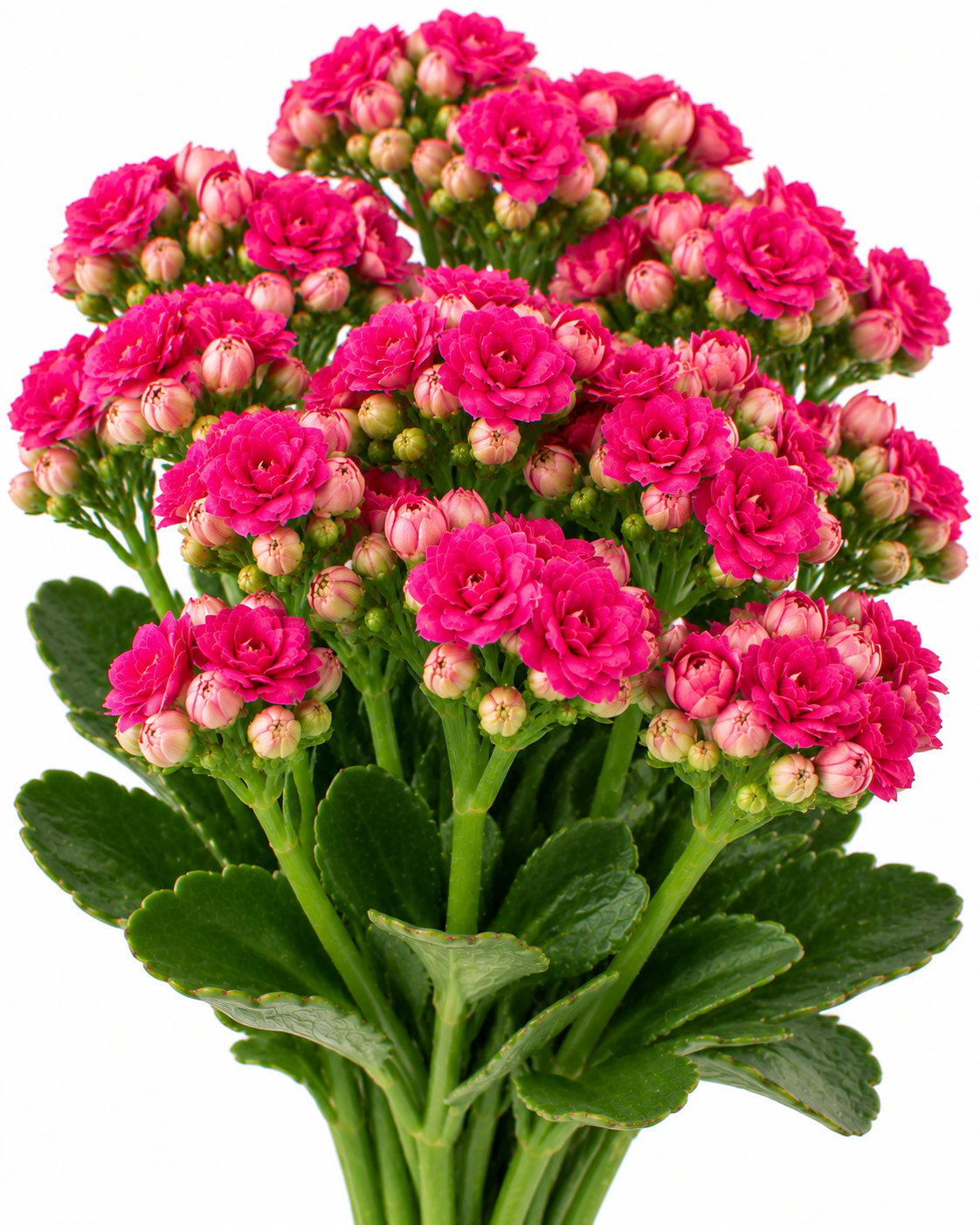 Rubio Kalanchoe