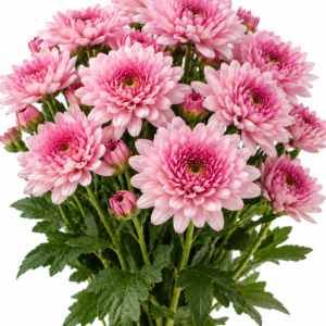 Sardena Chrysanthemum
