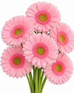 Silky Tears Gerbera