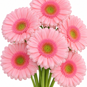 Silky Tears Gerbera