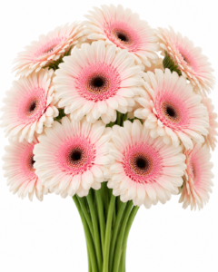 Silky Tears Gerbera