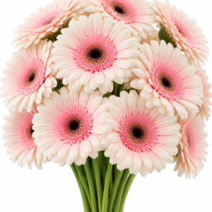 Silky Tears Gerbera