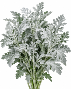 Silver Leaf