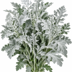 Silver Leaf